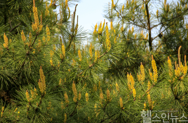봄철 송홧가루와 꽃가루 알레르기로 인한 재채기, 콧물 등 증상이 증가하며, 특히 알레르기 환자와 민감한 사람들은 예방과 관리가 필요하다. (클립아트코리아)