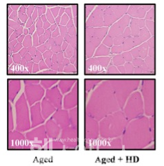 고령동물과 HD-6277을 투여한 고령 동물의 근단면도 (현대약품 제공)