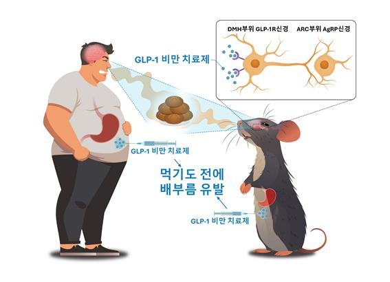 박준석 대학원생의 연구는 인체에서 관찰된 GLP-1 비만 치료제의 효과에 대한 신경학적 메커니즘을 생쥐 모델을 통해 명확하게 입증함으로써, 기초 과학 연구와 임상 의학의 실제 적용을 연결하는 중개 연구의 성공적인 모델을 제시했다는 점에서 그 의미가 크다.