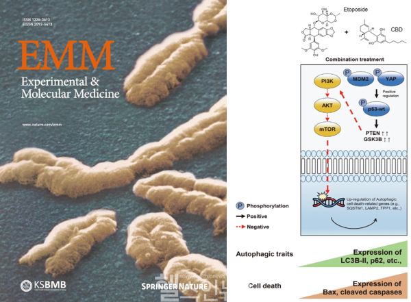 네오켄바이오-KIST-서울아산병원, CBD 병용요법으로 폐암 치료 가능성 제시... 신규 항암 메커니즘 규명 (네오켄바이오 제공)
