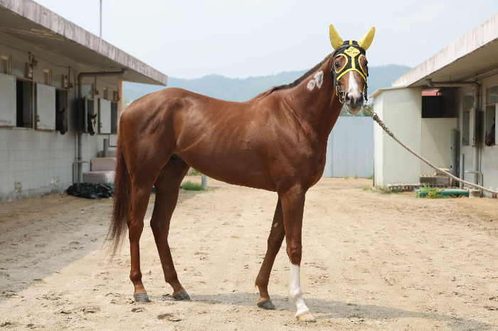 장거리 신흥 강자를 찾아라! 렛츠런파크 서울, ‘제35회 스포츠조선배’ 개최