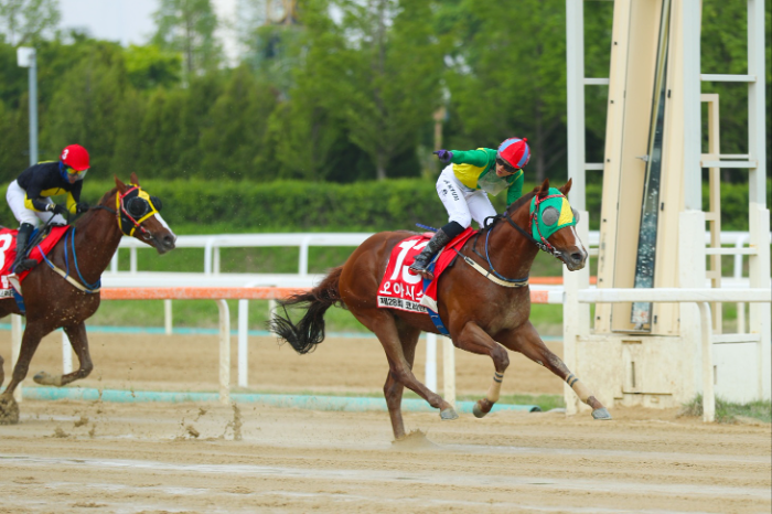코리안더비 우승한 오아시스블루와 진겸 기수 결승선 통과 직후 세리모니