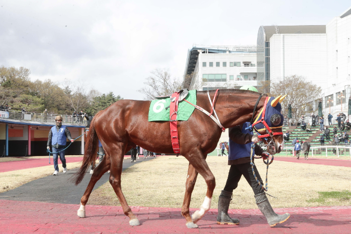 25년4월12일 CHIA(중국)트로피 우승마 자이언트스텝