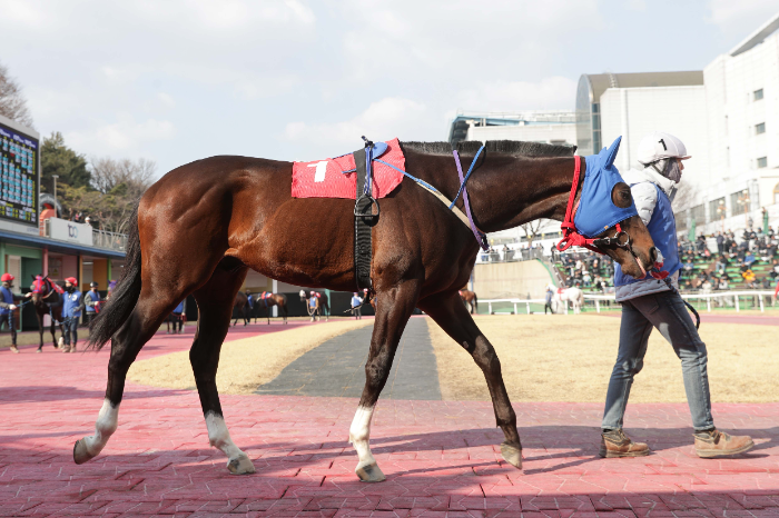 25년3월16일 헤럴드경제배 출전마 원평스톰