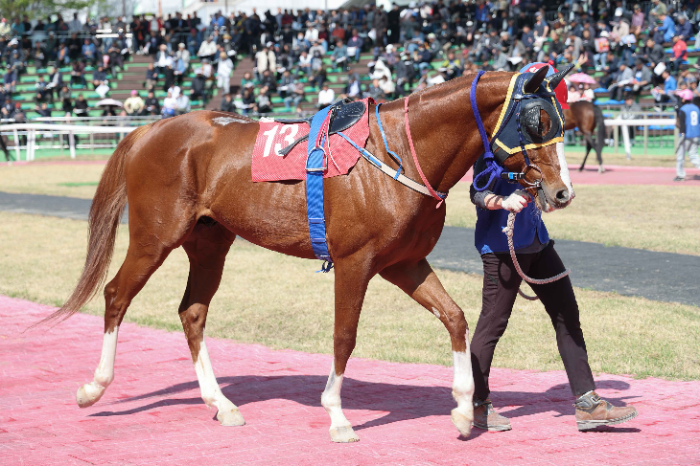 25년4월20일 YTN배 출전마 늘가을