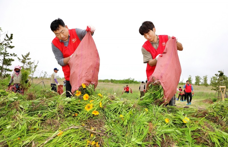 하림 임직원들이 지난 22일 새만금환경생태단지에서 생태계 교란종인 큰금계국을 제거하며 구슬땀을 흘리고 있다. 사진제공_(주)하림