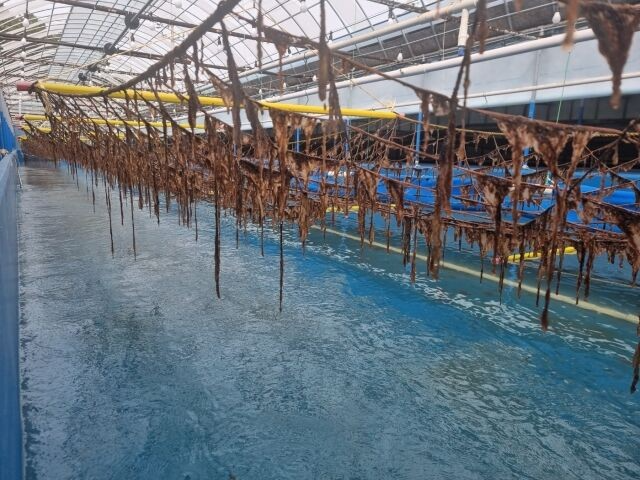 대상이 김 육상양식을 위해 전남 고흥군에 조성했던 시범 양식장. /대상