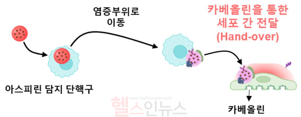 연구팀이 개발한 약물 전달 플랫폼, 면역세포를 활용해 타게팅 세포에 전달시킨다. (세브란스병원 제공)
