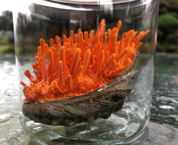 완도군은 전복을 배지로 활용해 배양한 동충하초에서 기능성 성분인 코디세핀 함량이 대폭 증가한 것으로 확인됐다고 밝혔다. (완도군 제공)