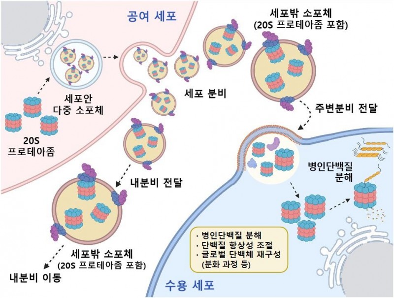 세포밖 소포체를 통해 분비 및 이동되는 프로테아좀.
