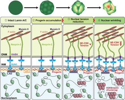 김동휘 교수 연구팀의 생화학 중심 노화 연구 개념도.