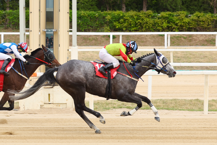 암말 랭킹 1위 ‘즐거운여정’, KNN배 대상경주로 여왕 자리 노린다