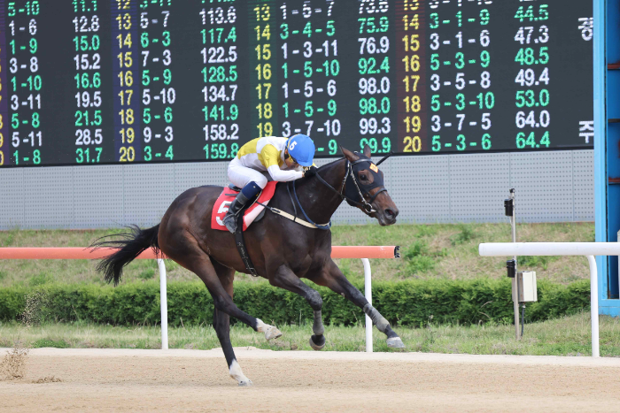 암말 랭킹 1위 ‘즐거운여정’, KNN배 대상경주로 여왕 자리 노린다