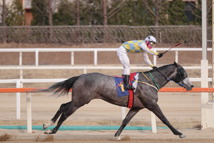 암말 랭킹 1위 ‘즐거운여정’, KNN배 대상경주로 여왕 자리 노린다