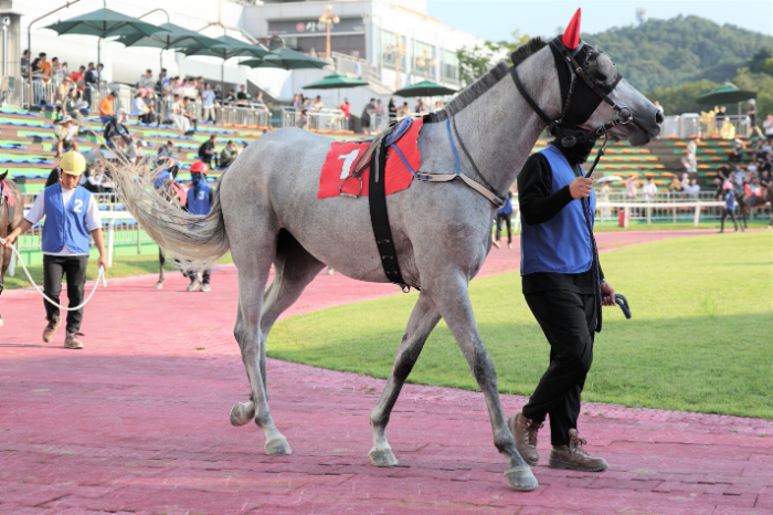 암말 랭킹 1위 ‘즐거운여정’, KNN배 대상경주로 여왕 자리 노린다