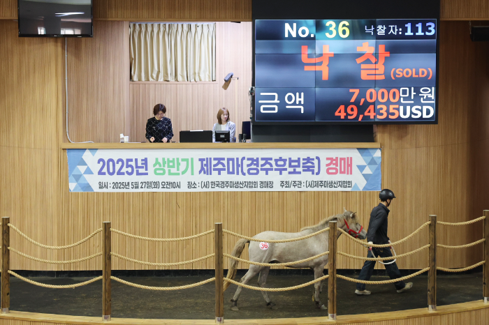 2025년 첫 제주마 경매, 최고가 7000만원 낙찰