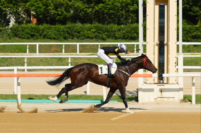 5년5월25일 스포츠경향배 원평스톰과 임다빈 기수 결승선 통과 모습