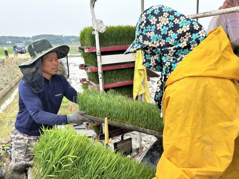 충남도, 신속 재파종으로 충남 모내기 '순항'