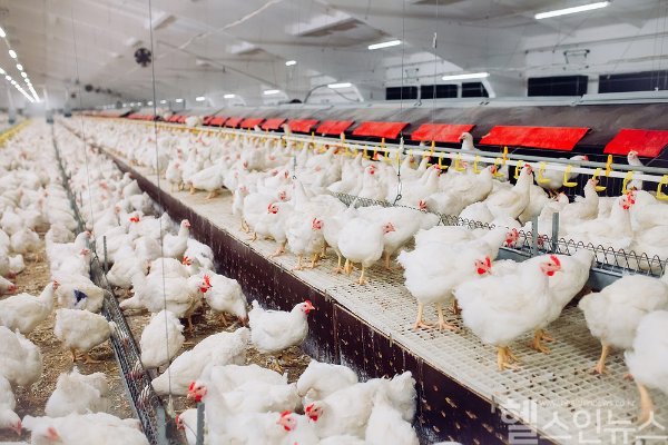 질병관리청과 검역본부가 사람-동물-환경을 아우르는 ‘원헬스’ 기반으로 조류인플루엔자 등 인수공통감염병 공동 대응을 강화했다. (클립아트코리아)