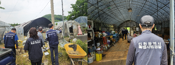 인천시특사경이 개발제한구역 내 불법 건축 및 농업용 비닐하우스 불법 용도변경등을 단속하고 있다.