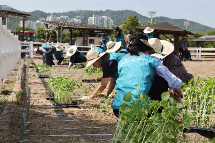 케나프 심는 모습