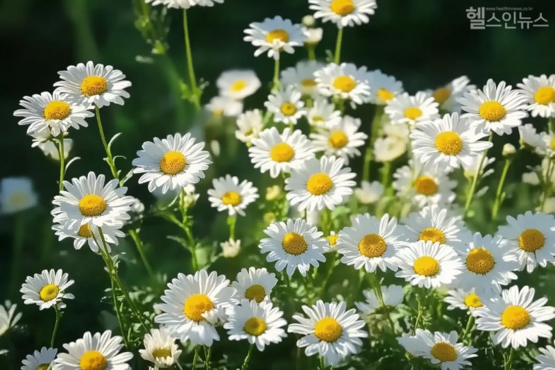 캐모마일 꽃이 핀 후 노란 중심부가 불룩하게 올라오면 꽃을 수확한다. 수확한 꽃은 깨끗하게 씻은 후 통풍이 잘 되는 그늘에서 자연 건조해 보관한다. (이미지 디자인 =GDH AI Design Team)