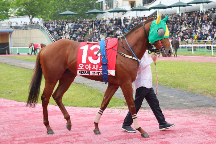 25년5월11일 코리안더비_오아시스블루