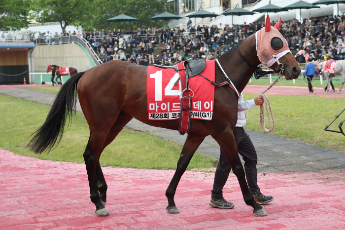 25년5월11일 코리안더비_마이드림데이