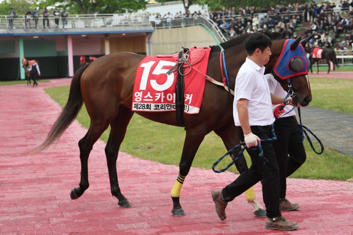 25년5월11일 코리안더비_영스카이워커