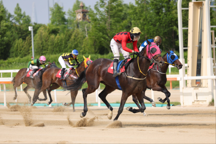 25년6월8일 경기도지사배  보령라이트퀸과 정도윤 기수 결승선 통과 모습