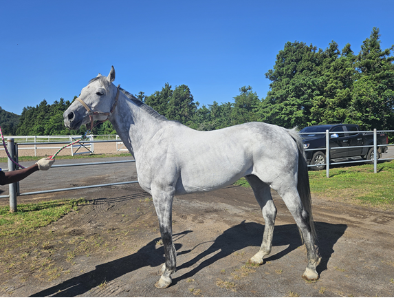 6번째 명예경주마 모르피스