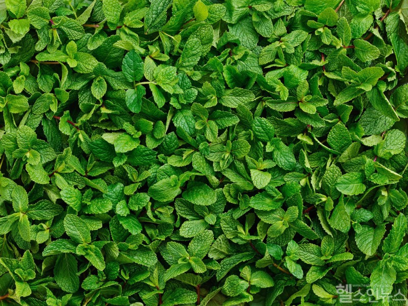 페퍼민트는 워터민트와 스피어민트의 교잡종으로 알싸한 향이 후추를 연상시킨다고 해 ‘페퍼민트’라는 이름이 붙었다. 페퍼민트의 풍부한 멘톨 성분 덕분에 청량한 향과 시원한 맛이 난다. (클립아트코리아)