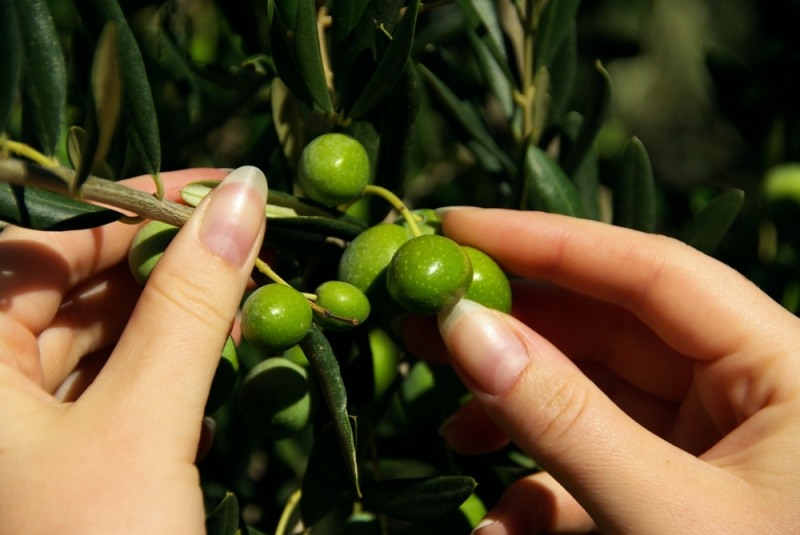 그리스 농민들 “수출보다 전통이 먼저”- 고집스러운 전통방식이 만든 귀한 오일