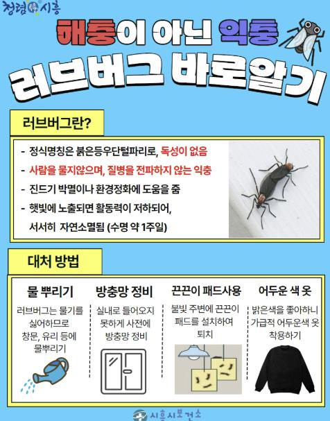 '러브버그 바로알기' 포스터 (시흥시 제공)