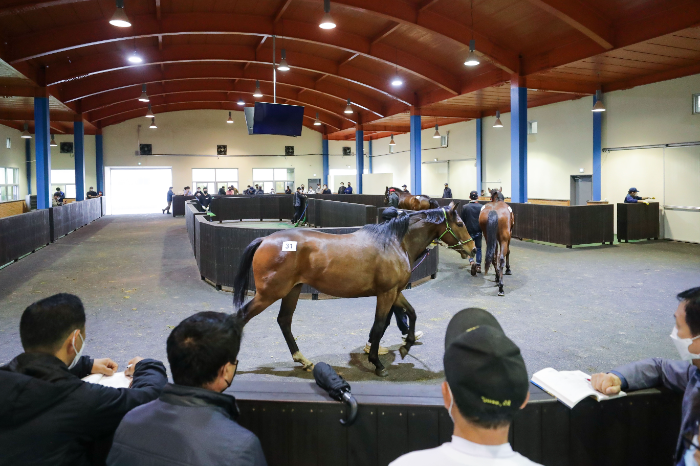 한국마사회 제주목장, 올해 두 번째 경주마 경매...최고가 7,500만원 기록