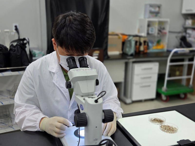 일본뇌염 매개모기 작은빨간집모기 동탄에서 발견