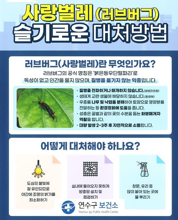인천연수구 러브버그(붉은등우단털파리) 대처방법 안내 포스터