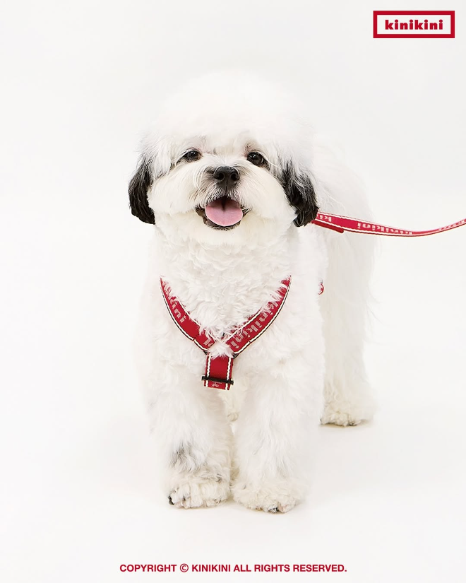 반려동물 라이프스타일 브랜드 키니키니(KINIKINI), 쿠팡입점