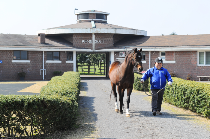 한국마사회 제주목장 교배소로 이동중인 씨수말