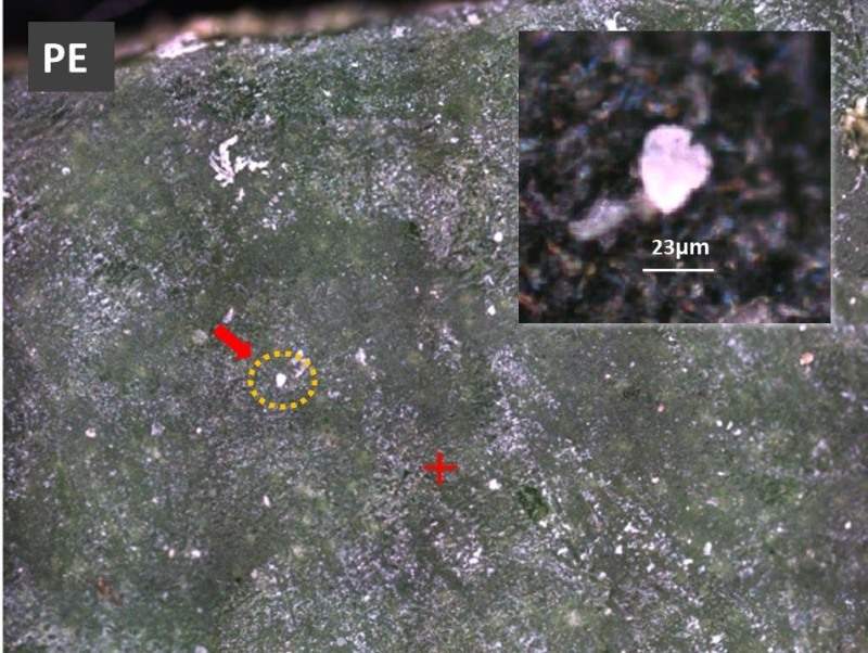 식물 잎 표면에서 검출된 폴리에틸렌(PE) 사진(서울시청 제공)