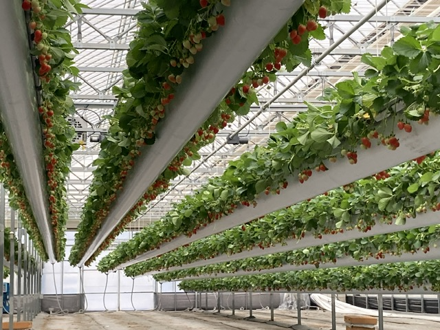 스마트농업관 경영실습 스마트팜