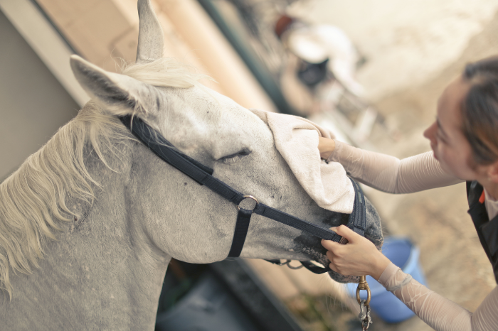말 학대‧방치 행위가 의심되면 신고하세요