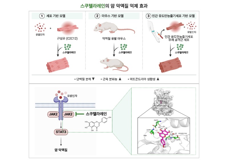 세포 및 동물실험을 통해 스쿠텔라레인이 암 악액질로 인한 근육 위축을 억제하고 근육 기능을 회복시키는 기전을 보여주는 모식도 (사진제공=연세대)