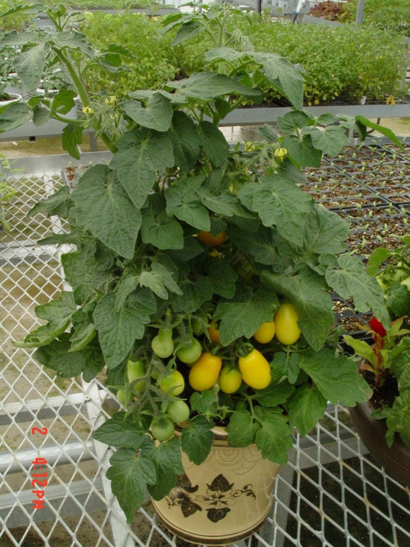충남도 농업기술원 토마토 신품종