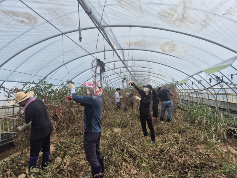 충남도 농축산국 직원 70여 명이 이번 수해피해농가를 방문해 복구활동을 펼쳤다.(충남도청 제공)