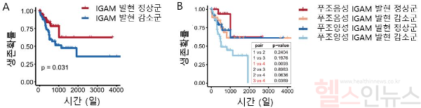 (A) IgA 성숙과 관련이 있는 유전자 모듈(IGAM)의 발현이 감소한 군에서 환자의 예후가 좋지 않은 것을 확인했다. (B) 특히, 푸조박테리아 양성 대장암에서 IGAM의 발현이 감소한 군에서 예후가 가장 좋지 않은 것으로 나타났다. (세브란스병원 제공)