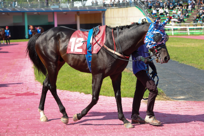 1등급 말들의 1200m 단거리 한판승부, 7월 마지막 경주 승자는 누구?