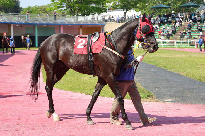 1등급 말들의 1200m 단거리 한판승부, 7월 마지막 경주 승자는 누구?