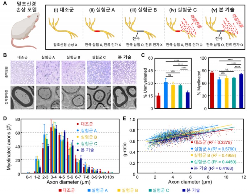 (그림2) 체내 전류 이동 경로 조작을 통한 신경치료 효과 검증. (사진제공=연세대)