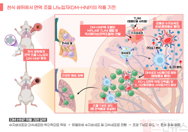 천식 생쥐에서 면역 조절 나노입자(DM-HNP)의 작용 기전 (서울아산병원 제공)